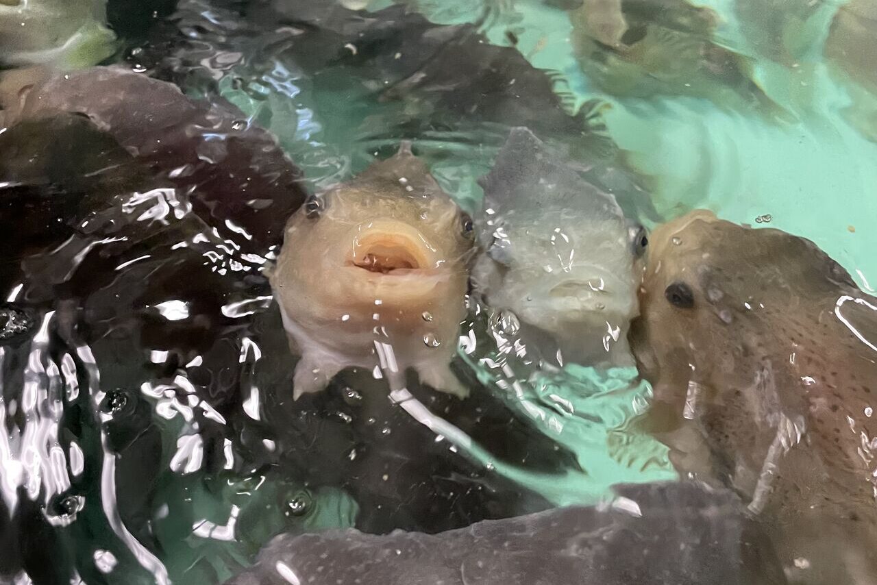 Lumpfish swimming in a tank, the subject of one of NRAC's aquaculture fact sheets