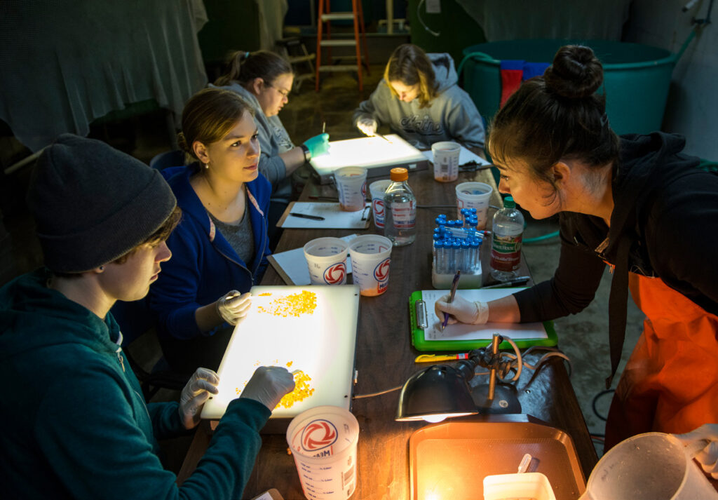 Students sort fish eggs on lightboxes. Future generations were considered as part of the Roadmap for Aquaculture featured in this new Maine Sea Grant resource collection.